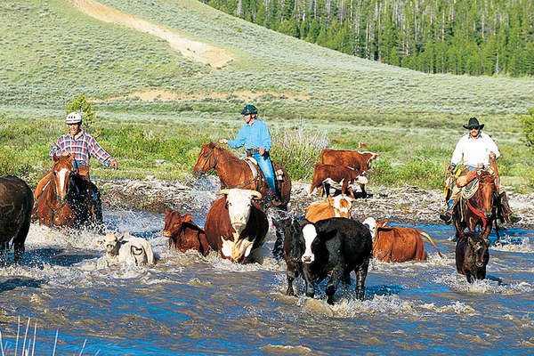 Cattle crossing a river in wyoming