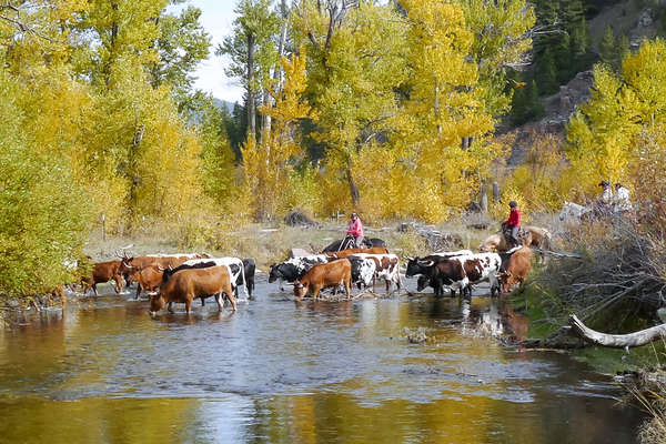 Cattle drive in the fall with Equus Journeys
