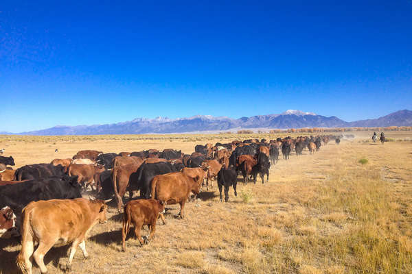 Cattle drive on a ranch vacation at Zapata Ranch