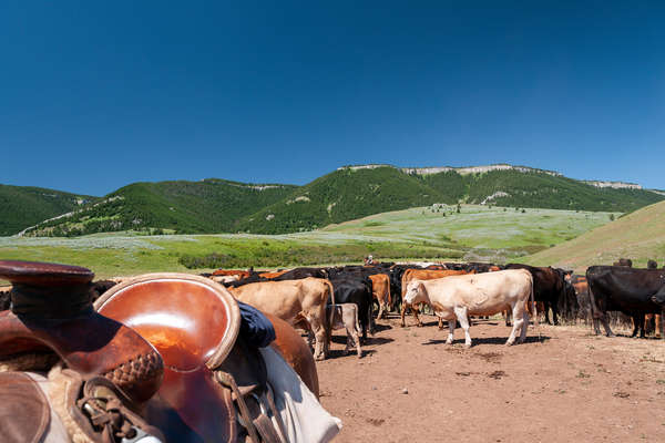 Cattle in a pen with the Pryor mountains in the distance
