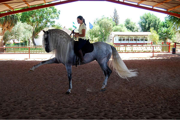 Classical dressage training in Andalusia