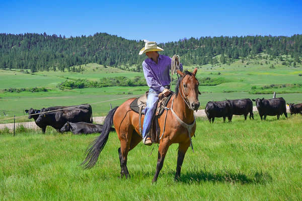 Cowboy having roped a calf at Kara Creek ranch