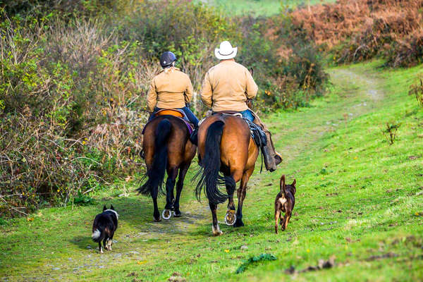 Cowboys and quarter horses in Dartmoor, Devon