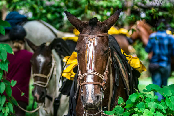 Criollo horse resting in a forest in Costa Rica