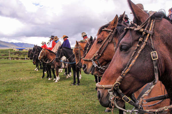 Criollo horses at Hacienda la Alegria horseback holidays in Ecuador