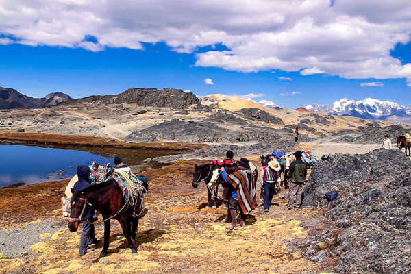 Criollo horses on trail ride in Peru
