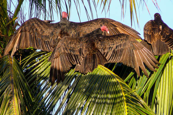 Cuba vulture in a tree