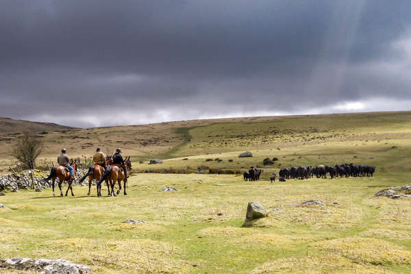 Devon western riding trail ride