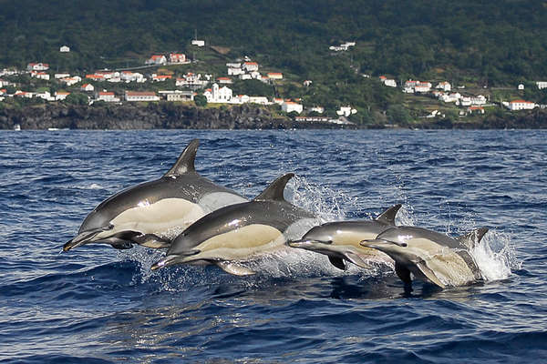 Dolphin-watching on a riding holiday