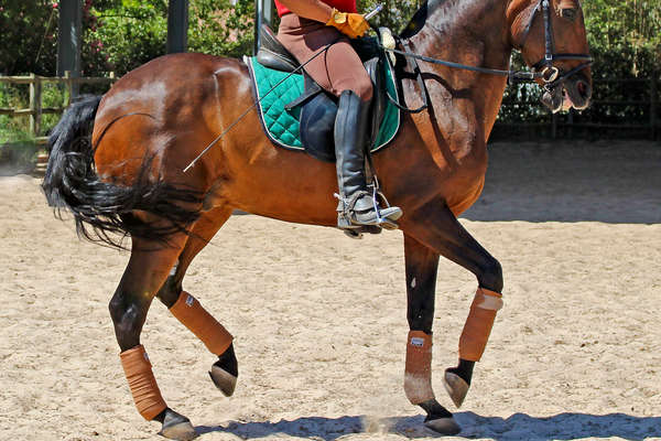 Dressage rider doing dressage movements at Alcainça in Portugal