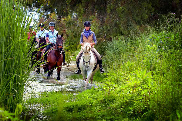 Dressage riders enjoying a peaceful trail ride