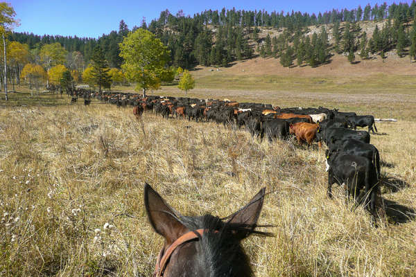 Driving cattle at Kara Creek ranch