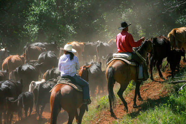 Driving cattle back to the ranch