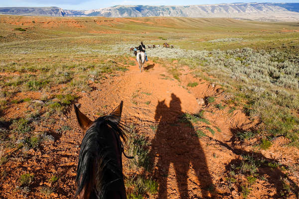 Driving cattle on horseback at the Dryhead ranch