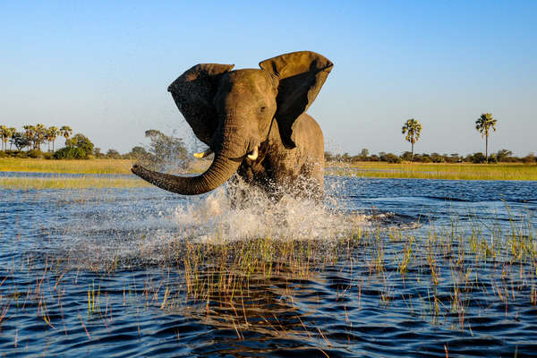 Elephant in the Okavango Delta, Botswana