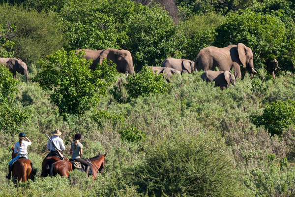 Elephant spotting on a riding safari