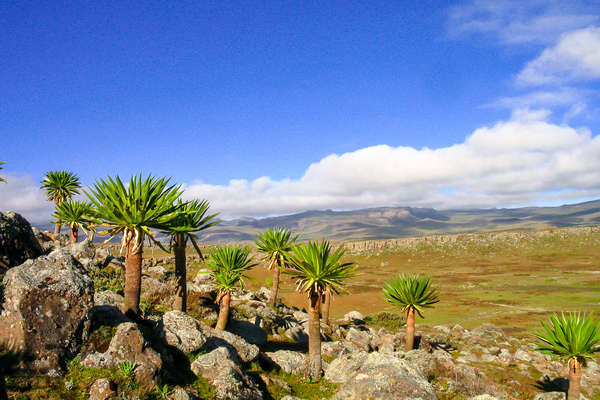 Ethiopian landscape and palm trees