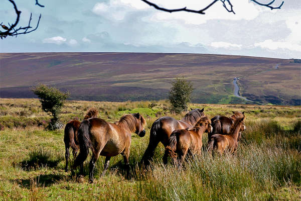 Exmoor Ponies, Exmoor National Park