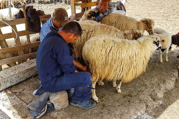 Farmer milking sheep in Albania