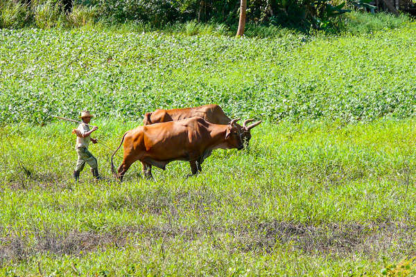 Farmer pushing cattle in Cuba