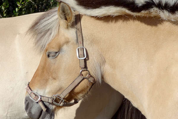 Finland and fjord horse