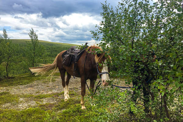 Finn horse waiting for its rider in Finland