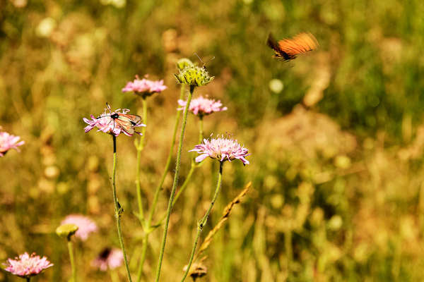 Flower in bulgaria