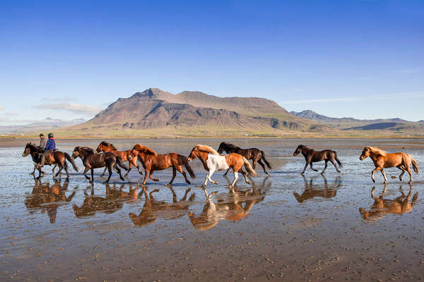 Free herd of Icelandic horses in Iceland - Snæfellsjökull National Park