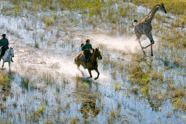 Galloping with a giraffe in the Okavango Delta