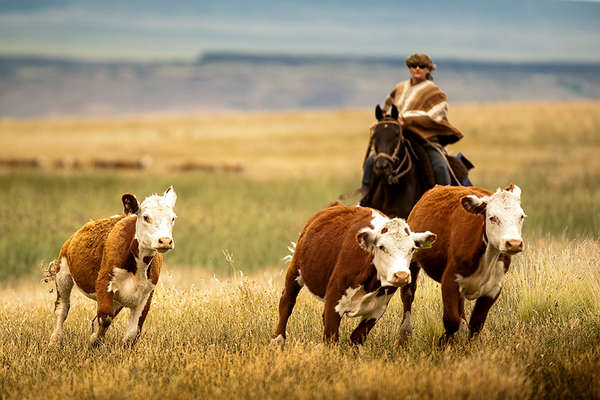 Gaucho and cattle in Argentina