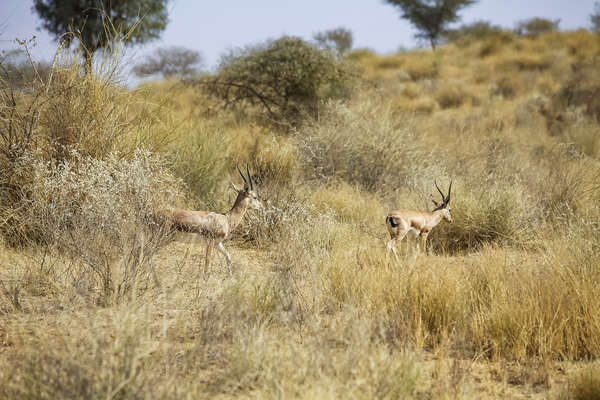 Gazelle seen in the Thar Desert