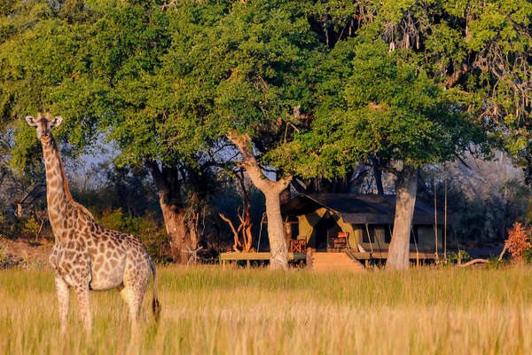 Giraffe in front of Macatoo Camp, Botswana