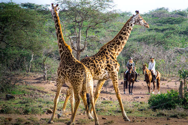Giraffes as seen during a horse riding safari in Kenya