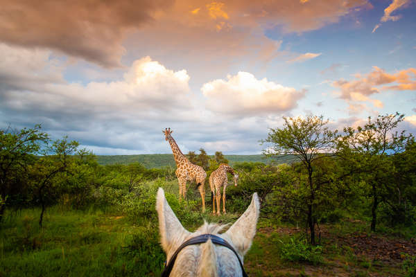 Giraffes seen between the ears of a safari horse in Africa