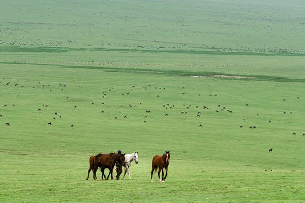 Groom bringing back horses to camp with wildebeest in the distance