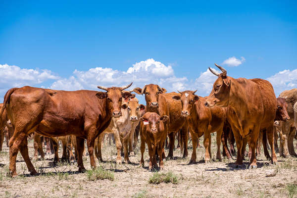 Group of cattle at Chico Basin Ranch in Colorado
