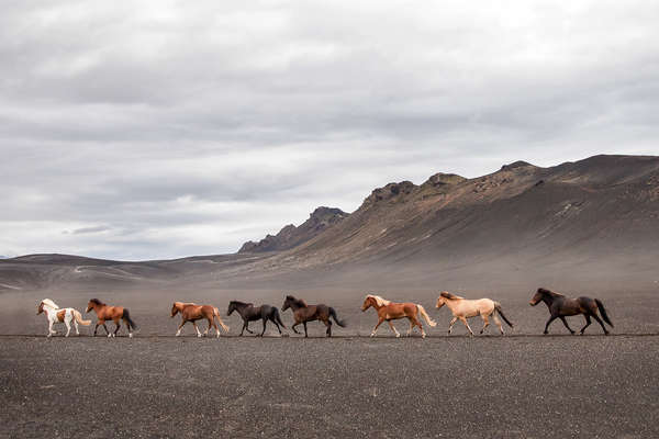 Group of icelandic horses