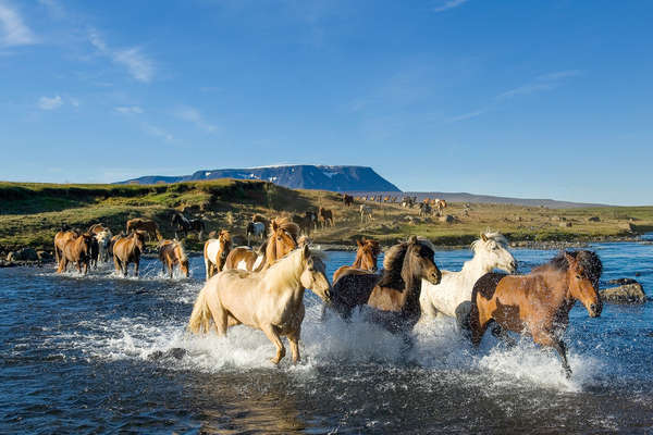 group of icelandic horses crossing a river in iceland