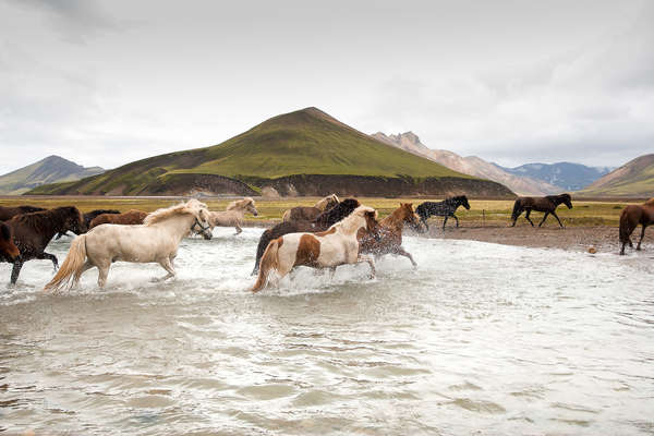Group of icelandic horses on a Landmannalaugar & Hekla Trail