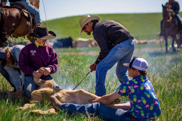 Group of people branding a calf in Kara Creek Ranch