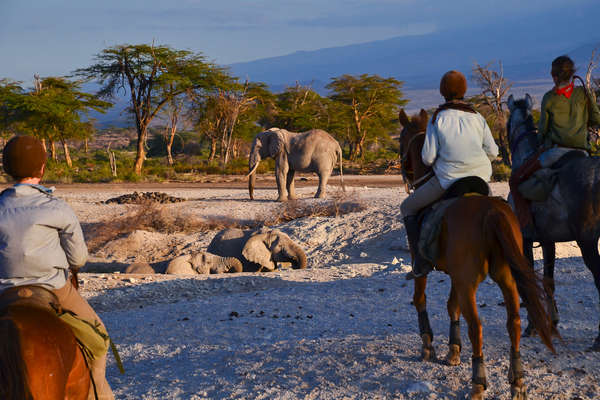 Group of riders quietly watching an elephant in Tanzania
