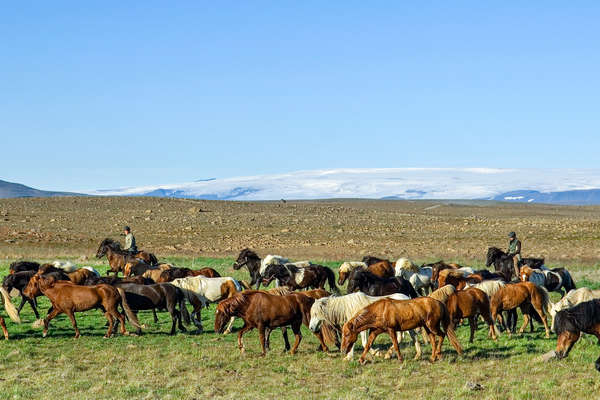 Group of riders riding Icelandic horses in Iceland