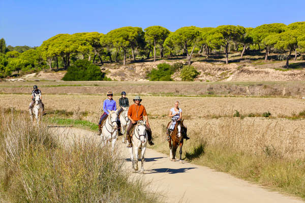 Groups of riders riding in the Alentejo, with cork oaks in the background