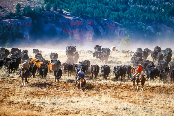 Guests gathering cattle at the Hideout ranch on a ranch vacation