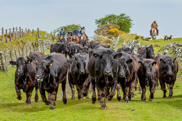 Herd of cattle and riders rounding them up