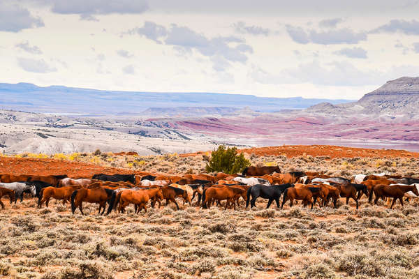 Herd of horses in the Pryor Mountains, Montana