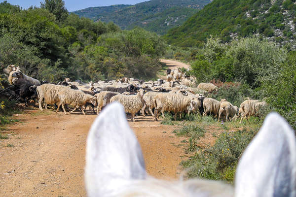 Herd of sheep seen between the ears of a horse