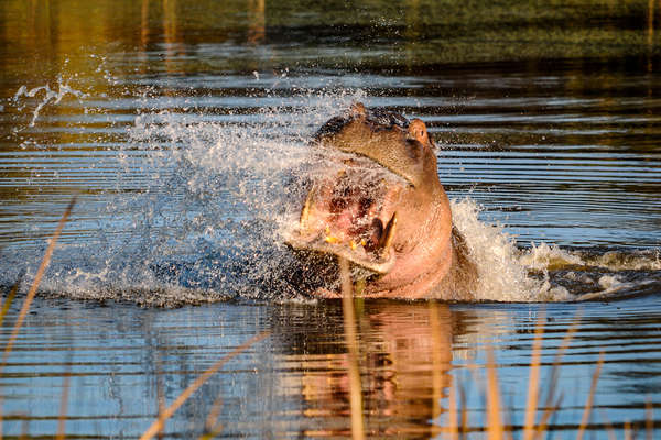 Hippo in the Horizon Horseback lake