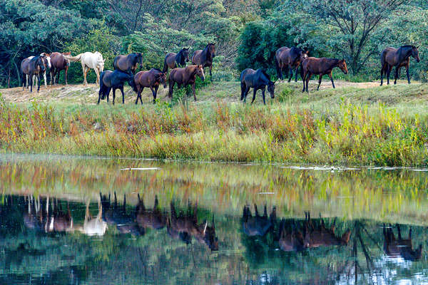 Horizon horses by the lake