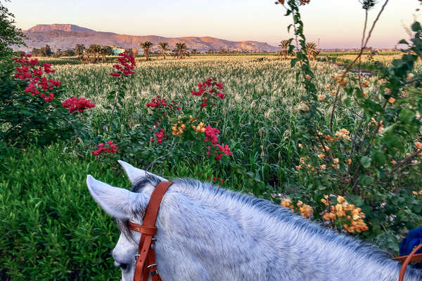 Horse and a field of flowers in Egypt